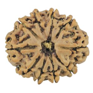10 Mukhi Rudraksha 26mm 4.76gm - Rudraksha