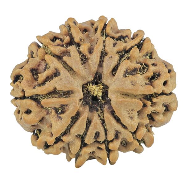 10 Mukhi Rudraksha 26mm 4.76gm - Rudraksha