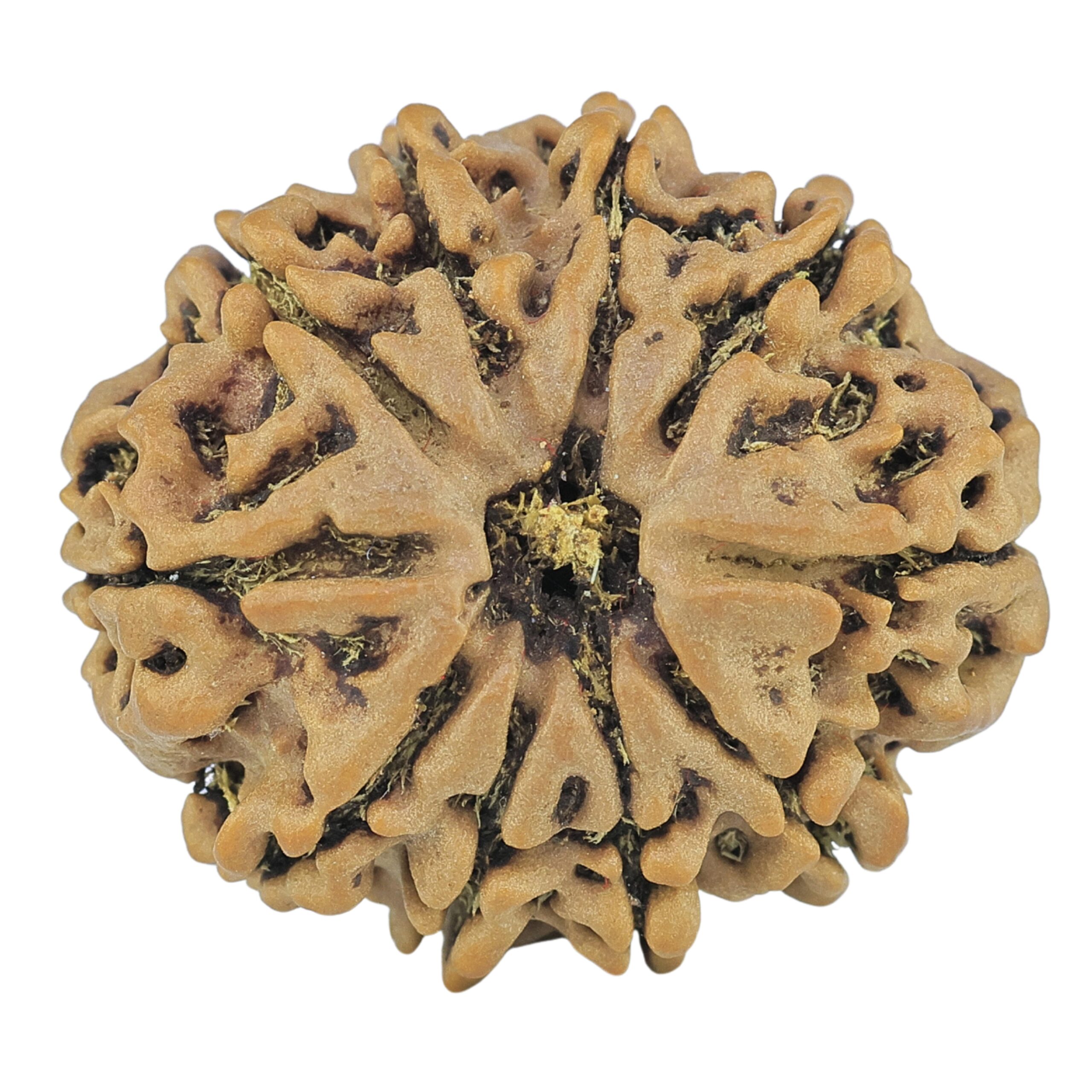 10 Mukhi Rudraksha 26mm 4.76gm - Rudraksha