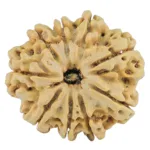 9 Mukhi Rudraksha 28.2mm 5.45gm - Rudraksha