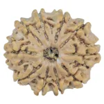 10 Mukhi Rudraksha 24.8mm 4gm - Rudraksha