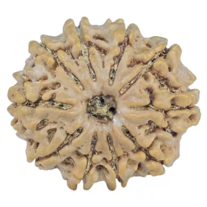 10 Mukhi Rudraksha 24.8mm 4gm - Rudraksha