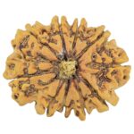 10 Mukhi Rudraksha 29mm 4.9gm - Rudraksha