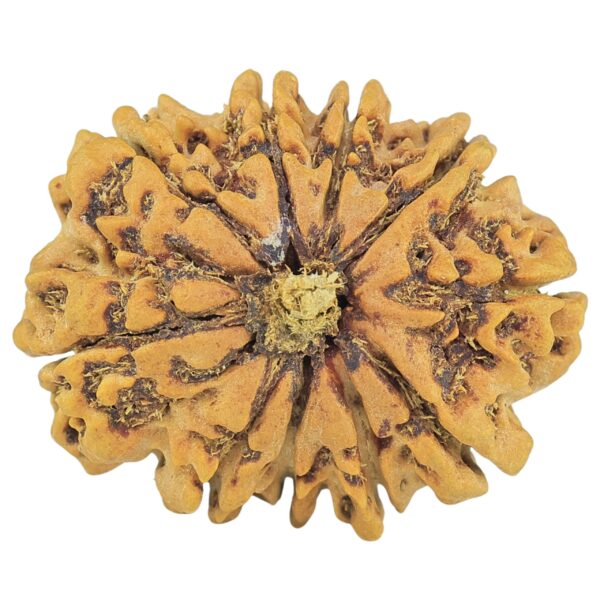 10 Mukhi Rudraksha 29mm 4.9gm - Rudraksha