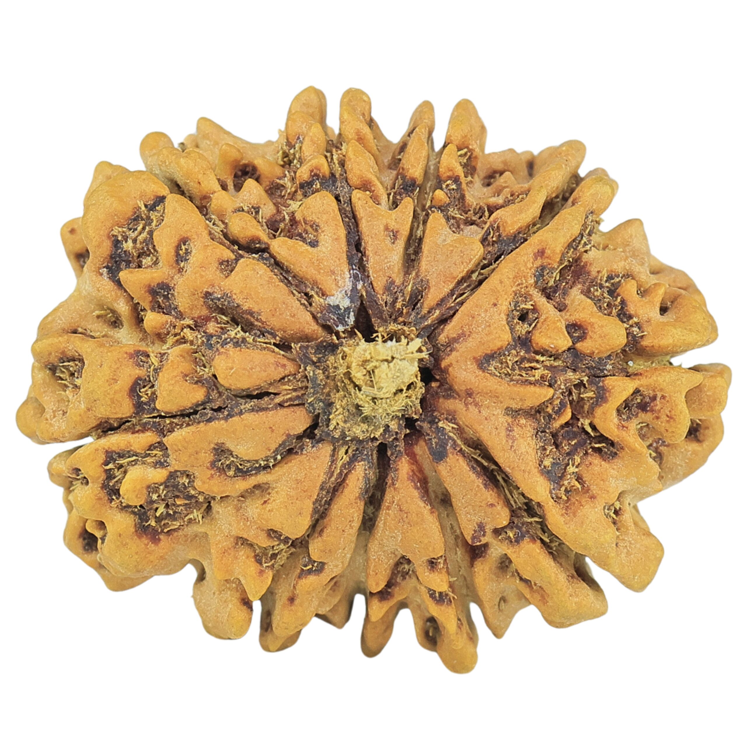 10 Mukhi Rudraksha 29mm 4.9gm - Rudraksha