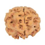 1MK(Underdeveloped) 23.4mm 4.28gm - Rudraksha