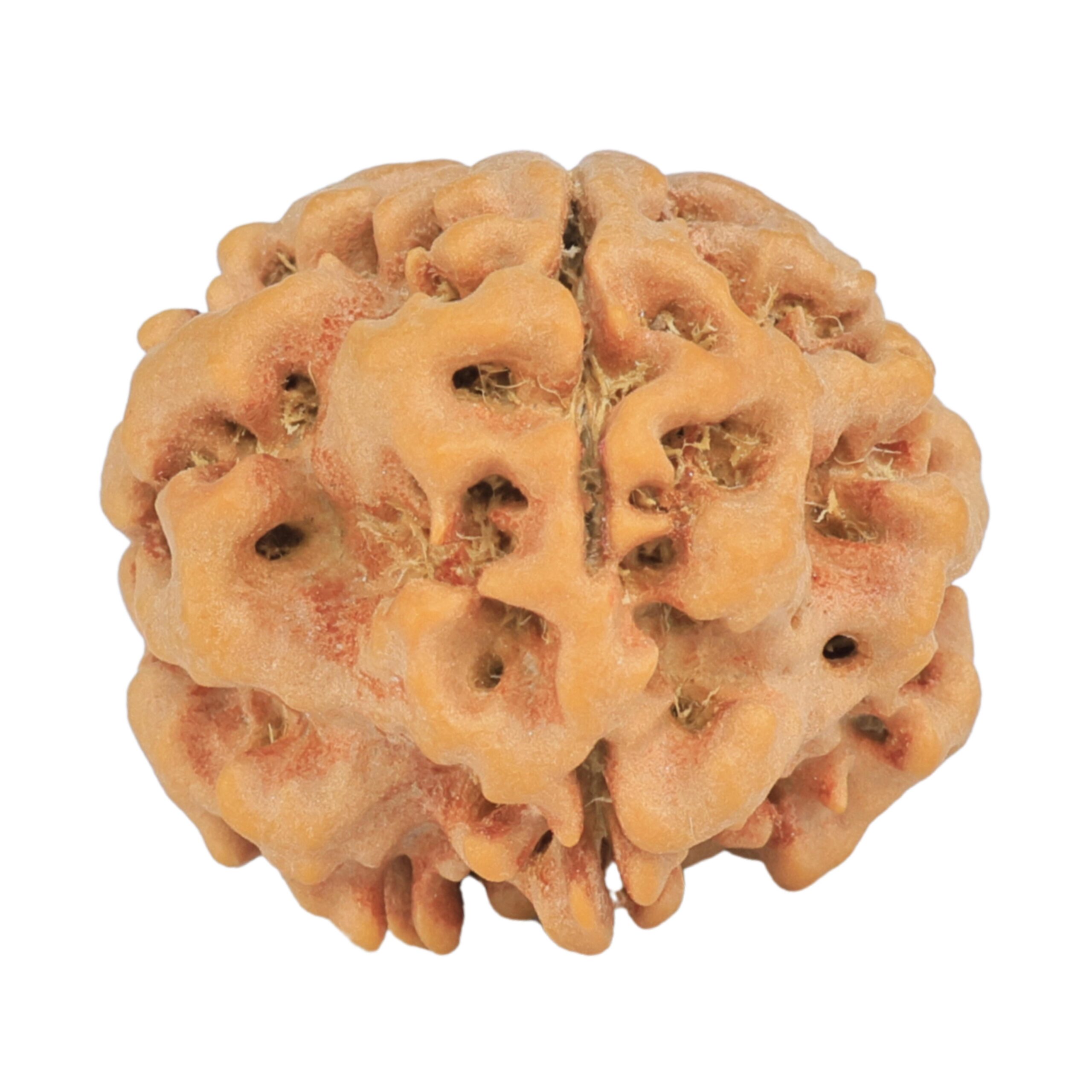 1MK(Underdeveloped) 23.4mm 4.28gm - Rudraksha