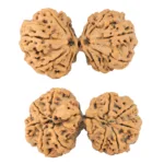 10 Mk Gaurishankar 40.5mm 8.69gm - Rudraksha