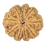 9 Mukhi Rudraksha 30.9mm 7gm - Rudraksha