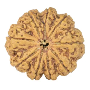 9 Mukhi Rudraksha 30.9mm 7gm - Rudraksha