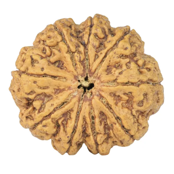 9 Mukhi Rudraksha 30.9mm 7gm - Rudraksha