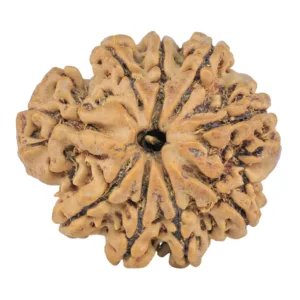 9 Mukhi Rudraksha 26.2mm 4.64gm - Rudraksha