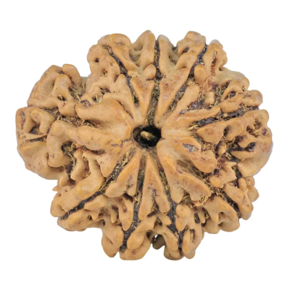 9 Mukhi Rudraksha 26.2mm 4.64gm - Rudraksha