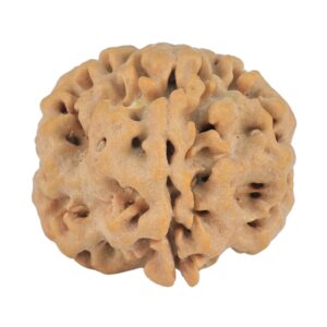 1MK(Underdeveloped) 23.2mm 4.38gm - Rudraksha