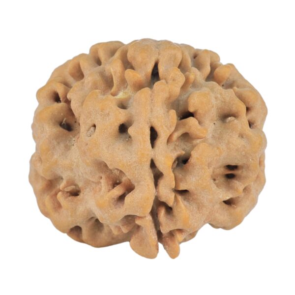 1MK(Underdeveloped) 23.2mm 4.38gm - Rudraksha