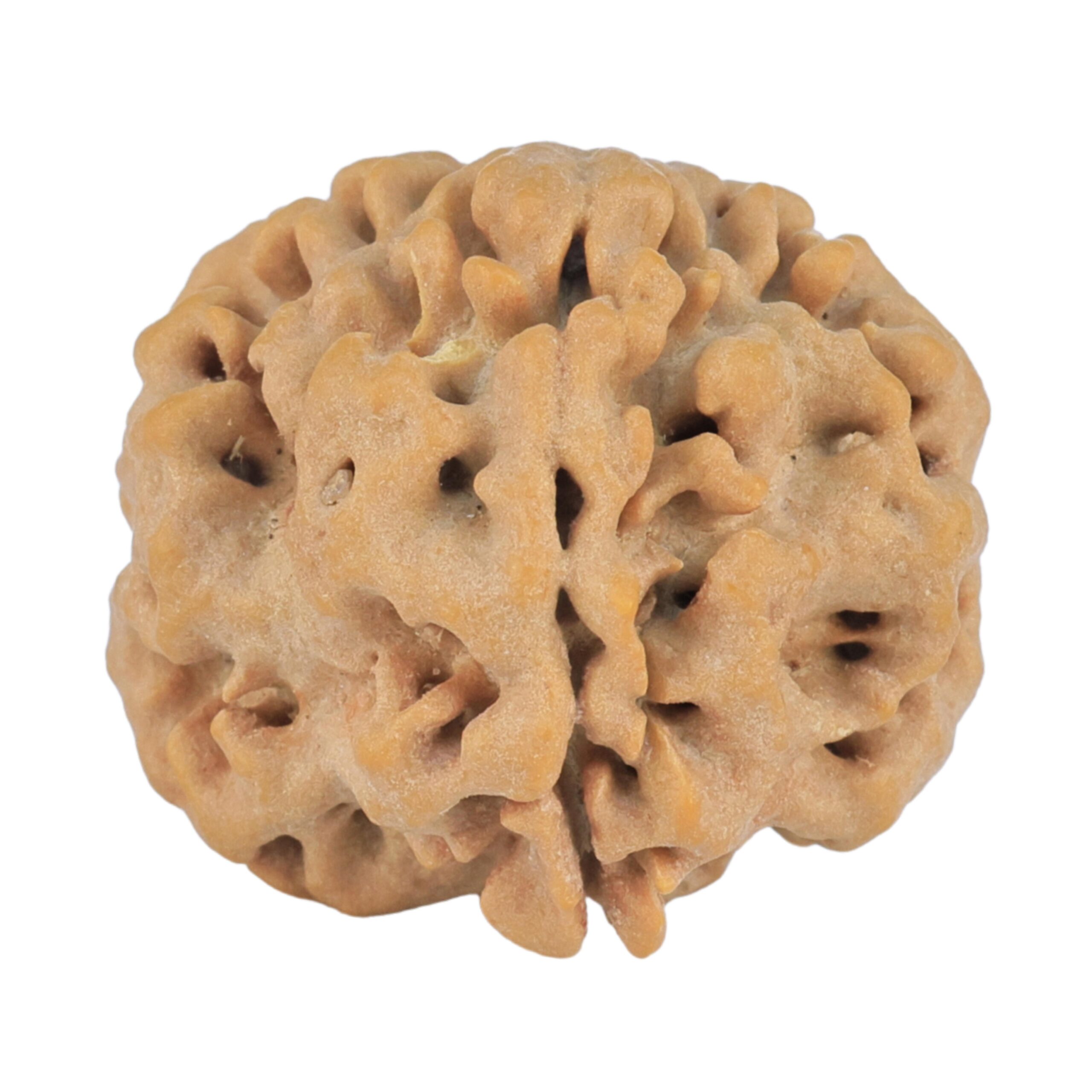 1MK(Underdeveloped) 23.2mm 4.38gm - Rudraksha
