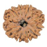 9 Mukhi Rudraksha 25.5mm 4.33gm - Rudraksha