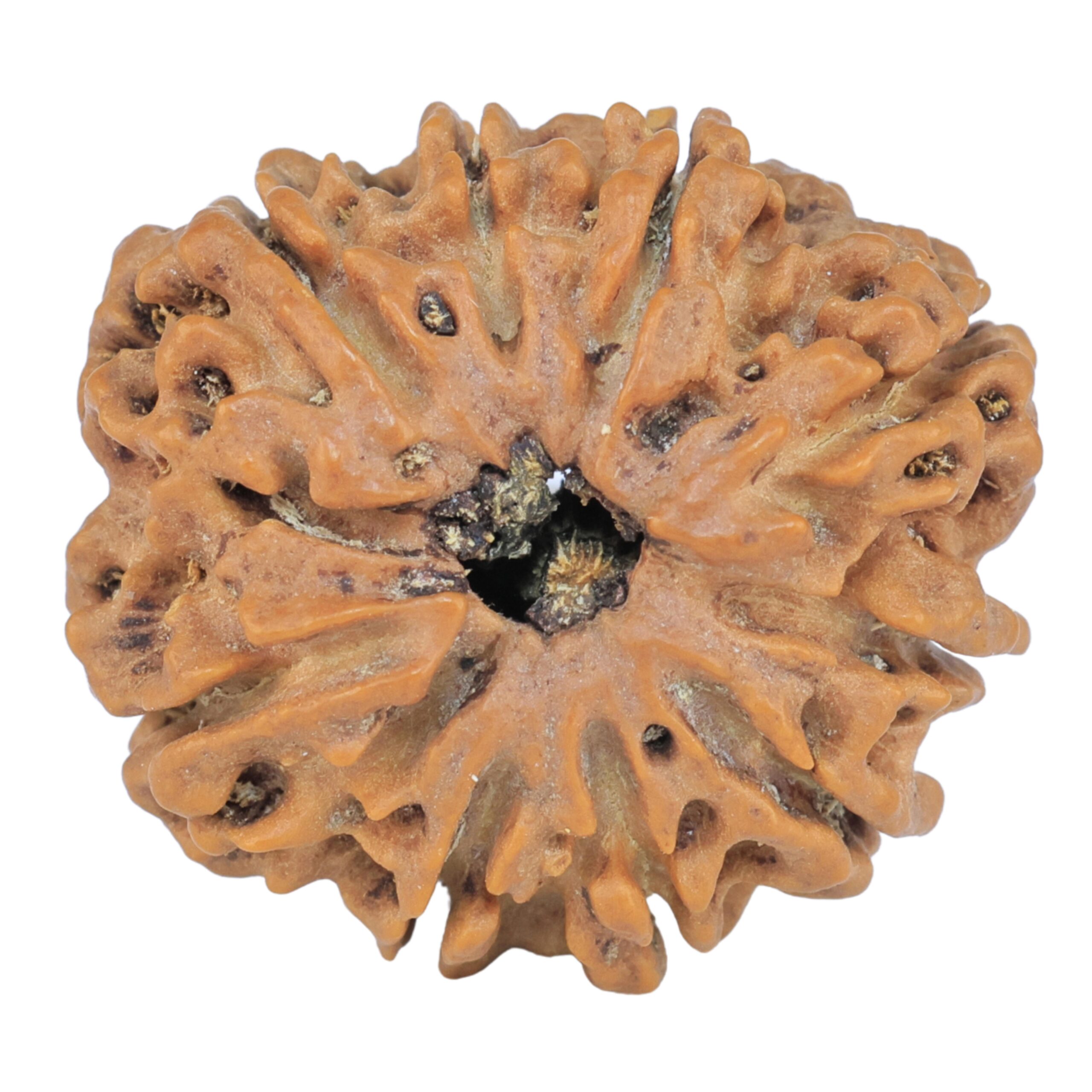 9 Mukhi Rudraksha 25.5mm 4.33gm - Rudraksha