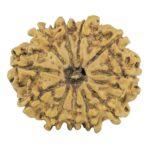 11 Mukhi Rudraksha 24.4mm 2.94gm - Rudraksha