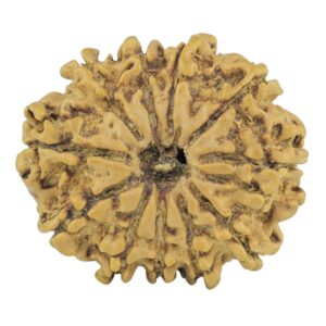11 Mukhi Rudraksha 24.4mm 2.94gm - Rudraksha