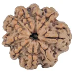 9 Mukhi Rudraksha 26.2mm 5gm - Rudraksha