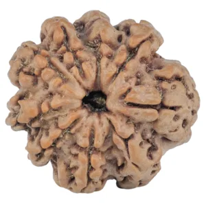 9 Mukhi Rudraksha 26.2mm 5gm - Rudraksha