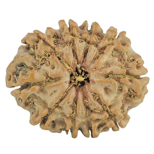 10 Mukhi Rudraksha 25mm 3.57gm - Rudraksha