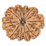 10 Mukhi Rudraksha 34.9mm 10.23gm - Rudraksha