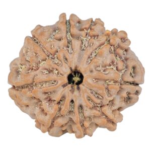 9 Mukhi Rudraksha 25.7mm 4.32gm - Rudraksha