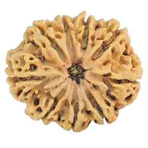 9 Mukhi Rudraksha 28.8mm 4.7gm - Rudraksha