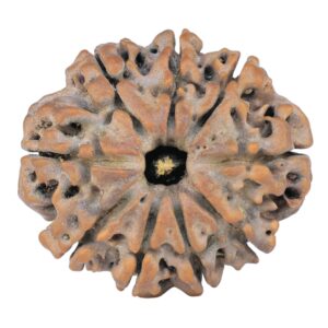 9 Mukhi Rudraksha 25.5mm 4.31gm - Rudraksha
