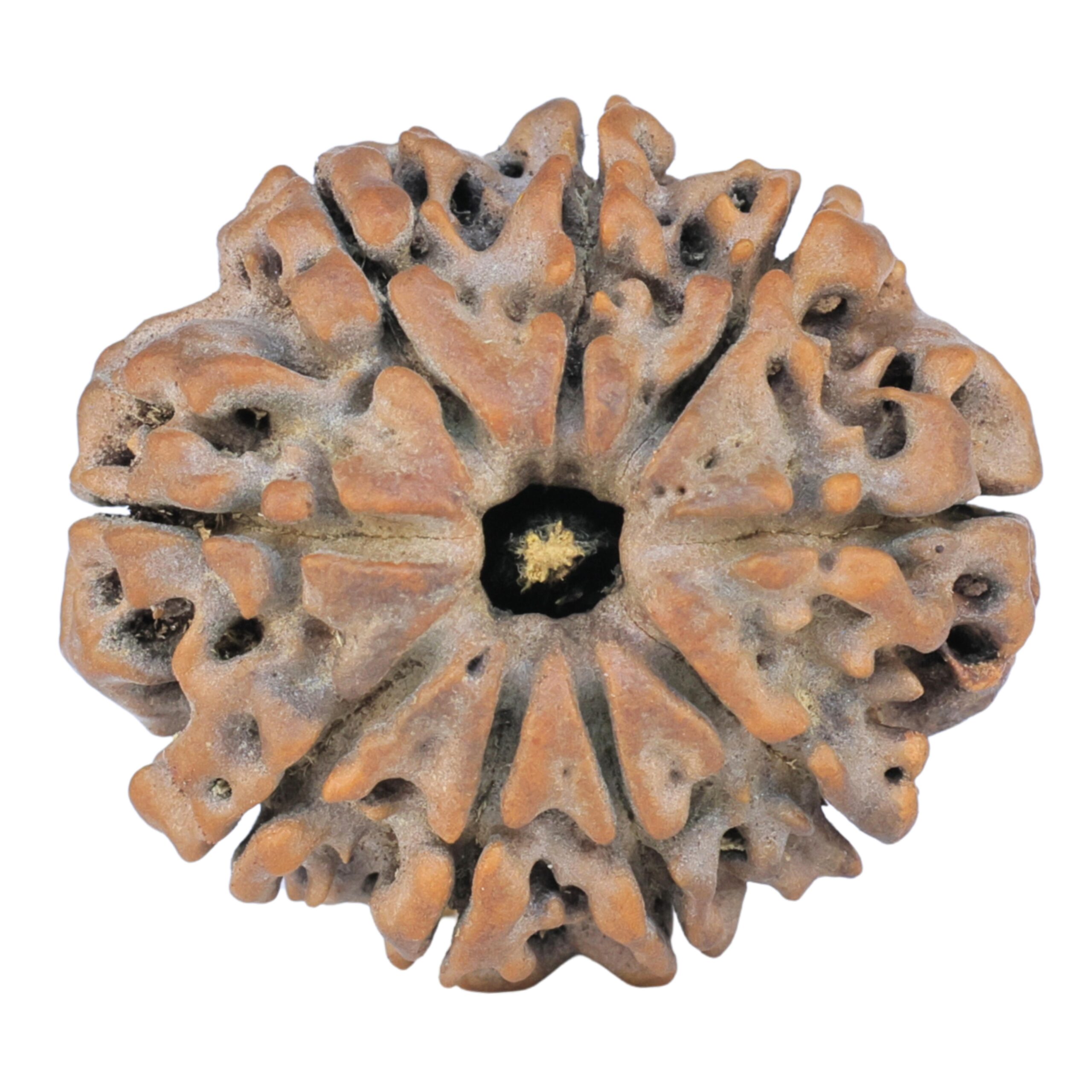 9 Mukhi Rudraksha 25.5mm 4.31gm - Rudraksha