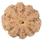 9 Mukhi Rudraksha 28.3mm 6.42gm - Rudraksha