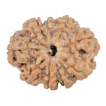 9 Mukhi Rudraksha 26.1mm 4.38gm - Rudraksha