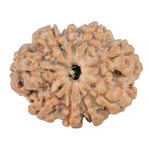 9 Mukhi Rudraksha 26.1mm 4.38gm - Rudraksha