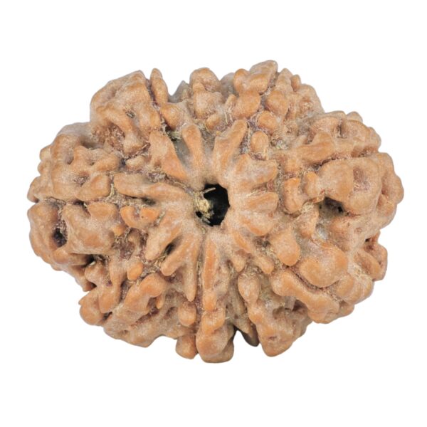 9 Mukhi Rudraksha 26.1mm 4.38gm - Rudraksha