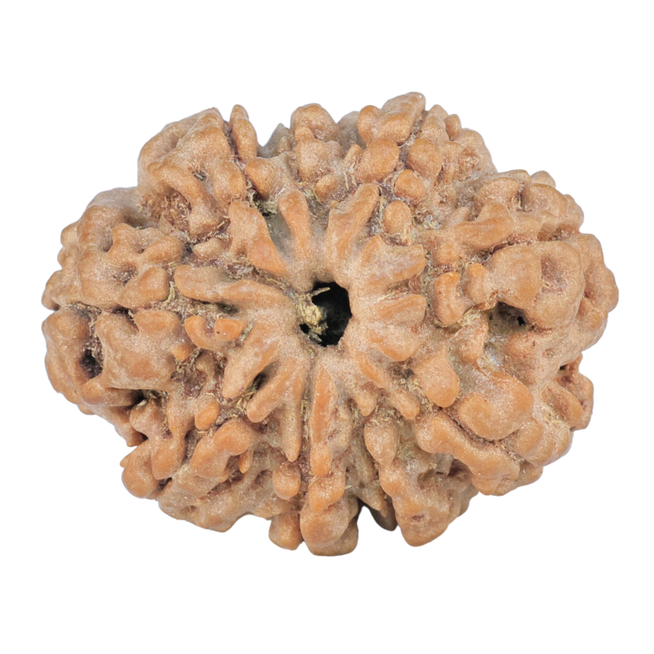 9 Mukhi Rudraksha 26.1mm 4.38gm - Rudraksha