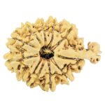 11 Mukhi Ganesh 27.2mm 2.77gm - Rudraksha