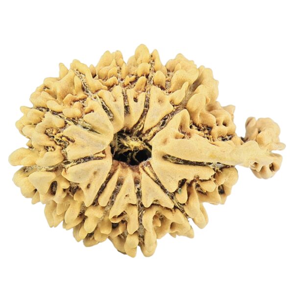 11 Mukhi Ganesh 27.2mm 2.77gm - Rudraksha