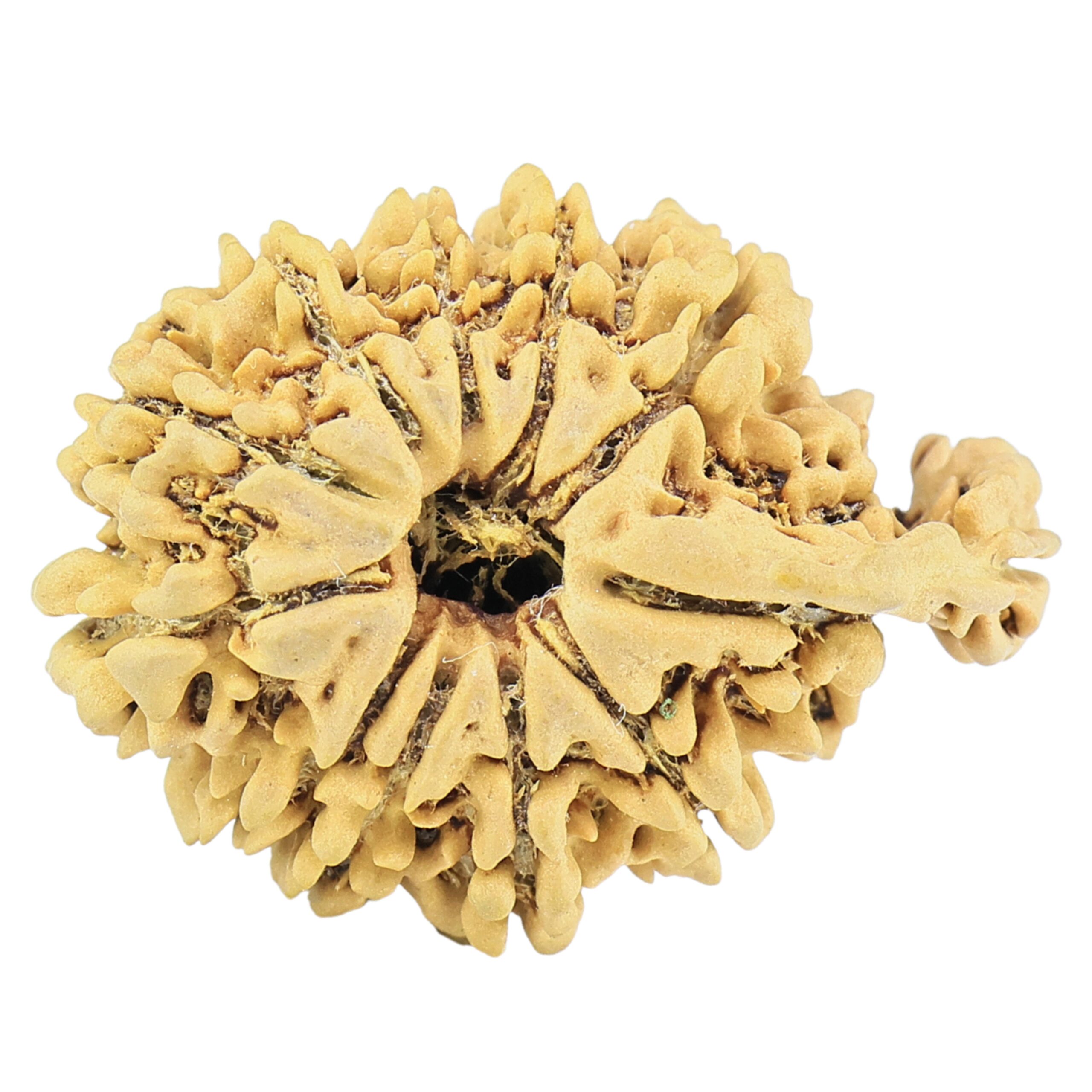 11 Mukhi Ganesh 27.2mm 2.77gm - Rudraksha