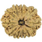 10 Mukhi Rudraksha 28.1mm 4gm - Rudraksha