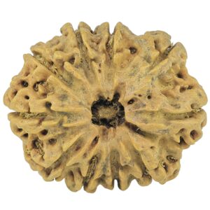 10 Mukhi Rudraksha 28.1mm 4gm - Rudraksha