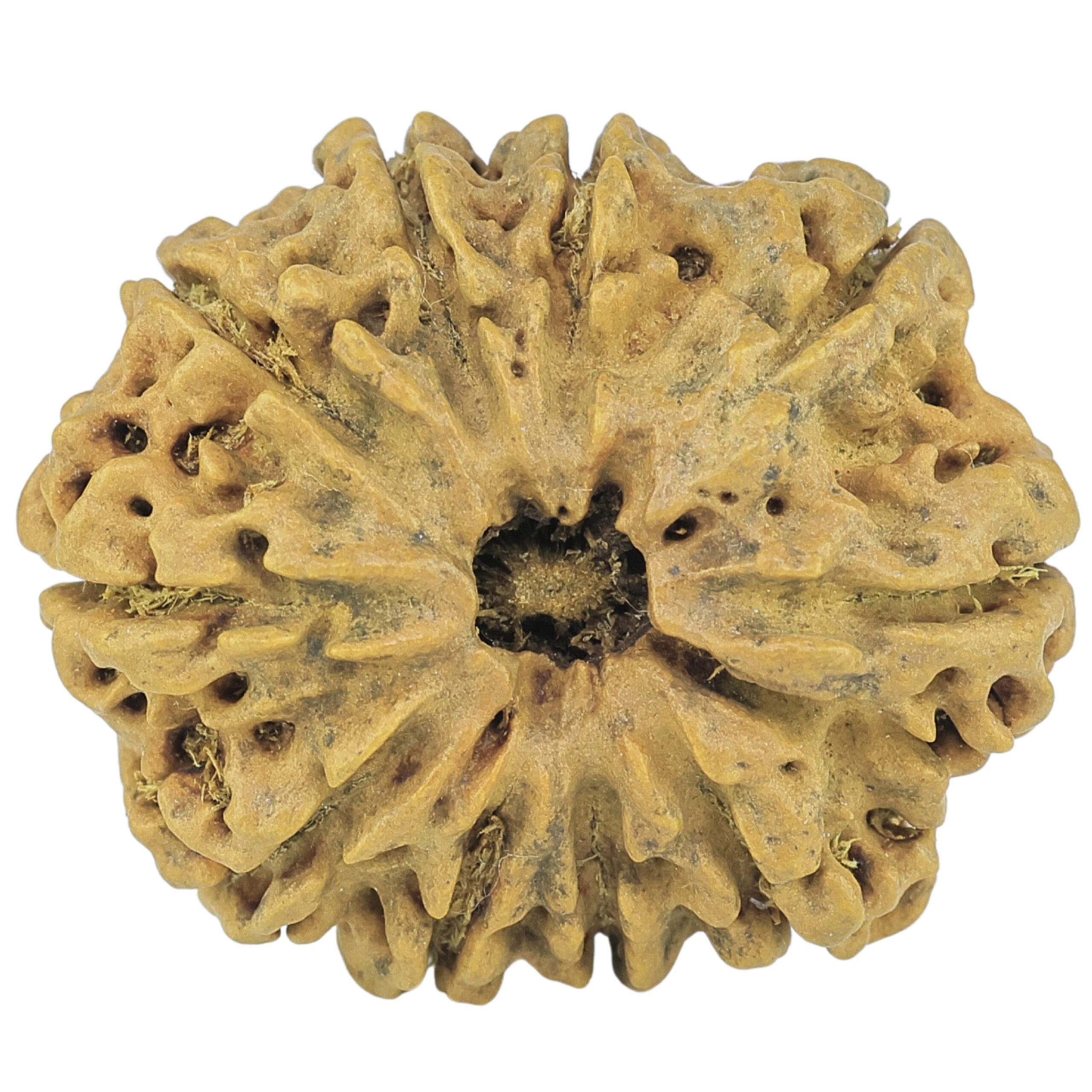 10 Mukhi Rudraksha 28.1mm 4gm - Rudraksha