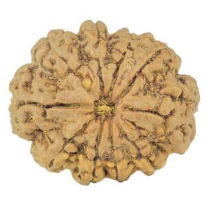 10 Mukhi Rudraksha 28.3mm 5.7gm - Rudraksha