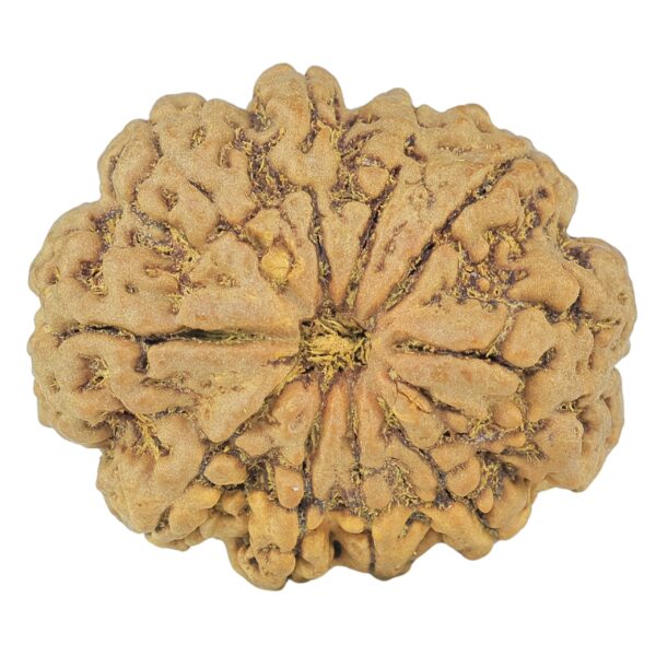 10 Mukhi Rudraksha 28.3mm 5.7gm - Rudraksha