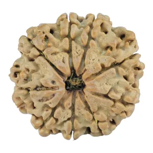 9 Mukhi Rudraksha 27.2mm 5gm - Rudraksha