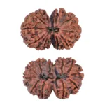 11 MK Gaurishankar 36.4mm 7.51gm - Rudraksha