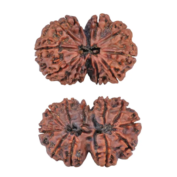 11 MK Gaurishankar 36.4mm 7.51gm - Rudraksha