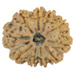 10 Mukhi Rudraksha 26.1mm 4.43gm - Rudraksha