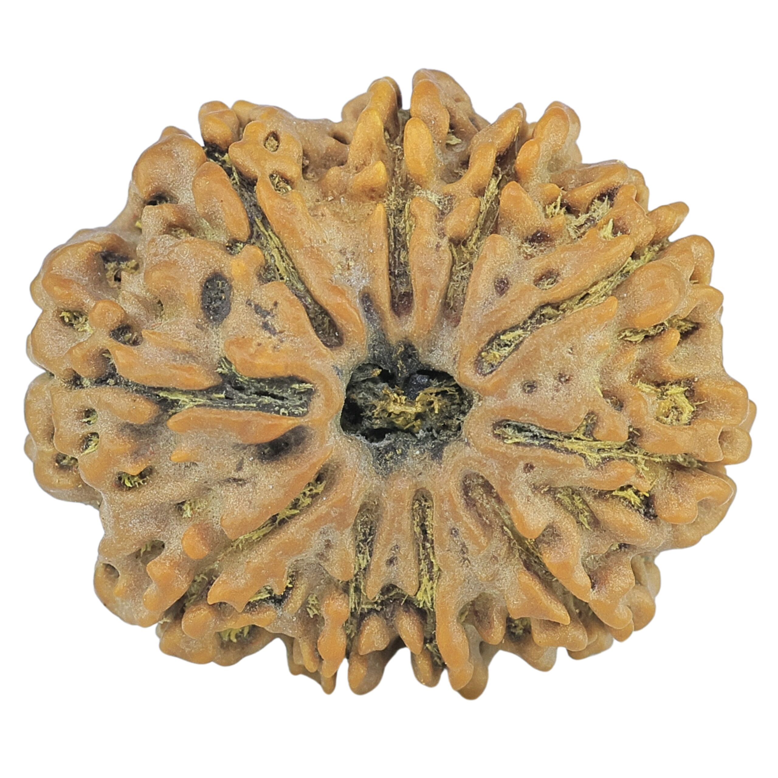10 Mukhi Rudraksha 26.1mm 4.43gm - Rudraksha